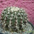 Collecion de biznago24
