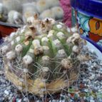 Collecion de biznago24