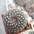 Collecion de biznago24