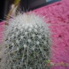 Collecion de biznago24