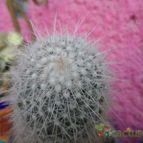 Collecion de biznago24