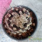 Collecion de biznago24