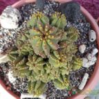 Collecion de biznago24