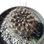 Collecion de biznago24