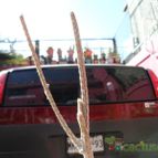 Collecion de biznago24