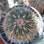 Collecion de biznago24