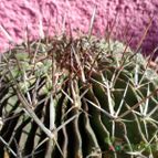 Collecion de biznago24