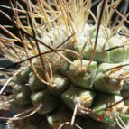 Collecion de biznago24