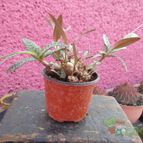 Collecion de biznago24