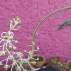 Collecion de biznago24