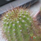 Collecion de biznago24