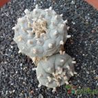 Collecion de biznago24