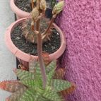 Collecion de biznago24