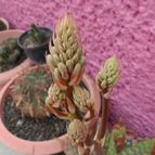 Collecion de biznago24