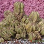 Collecion de biznago24