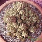Collecion de biznago24