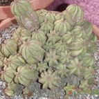Collecion de biznago24