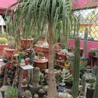 Collecion de biznago24
