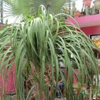 Collecion de biznago24