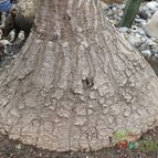 Collecion de biznago24