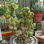 Collecion de biznago24