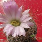 Collecion de biznago24