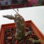 Collecion de biznago24