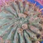 Collecion de biznago24