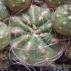 Collecion de biznago24