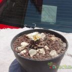 Collecion de biznago24