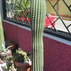 Collecion de biznago24