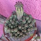 Collecion de biznago24