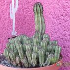 Collecion de biznago24