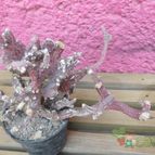 Collecion de biznago24