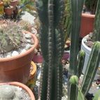 Collecion de biznago24