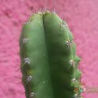 Collecion de biznago24