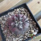 Collecion de biznago24