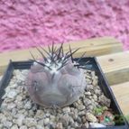 Collecion de biznago24