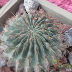 Collecion de biznago24