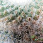 Collecion de biznago24