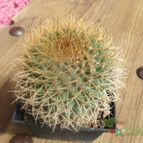 Collecion de biznago24