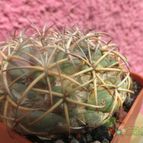 Collecion de biznago24