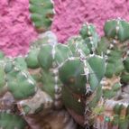 Collecion de biznago24