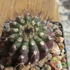 Collecion de biznago24