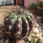 Collecion de biznago24