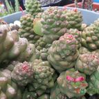 Collecion de biznago24