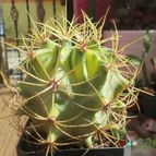 Collecion de biznago24