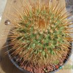 Collecion de biznago24