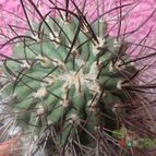 Collecion de biznago24
