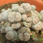 Collecion de biznago24